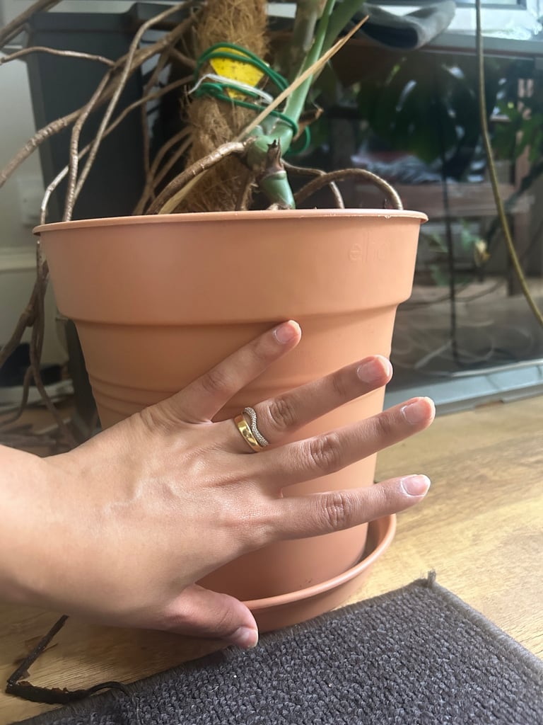 Giant Monsterra plant