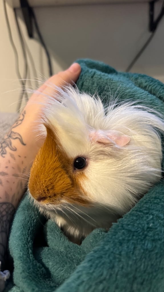 2x male guinea pigs for adoption 