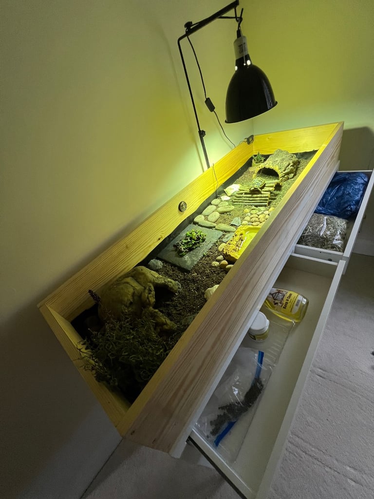 Herman tortoise & enclosure