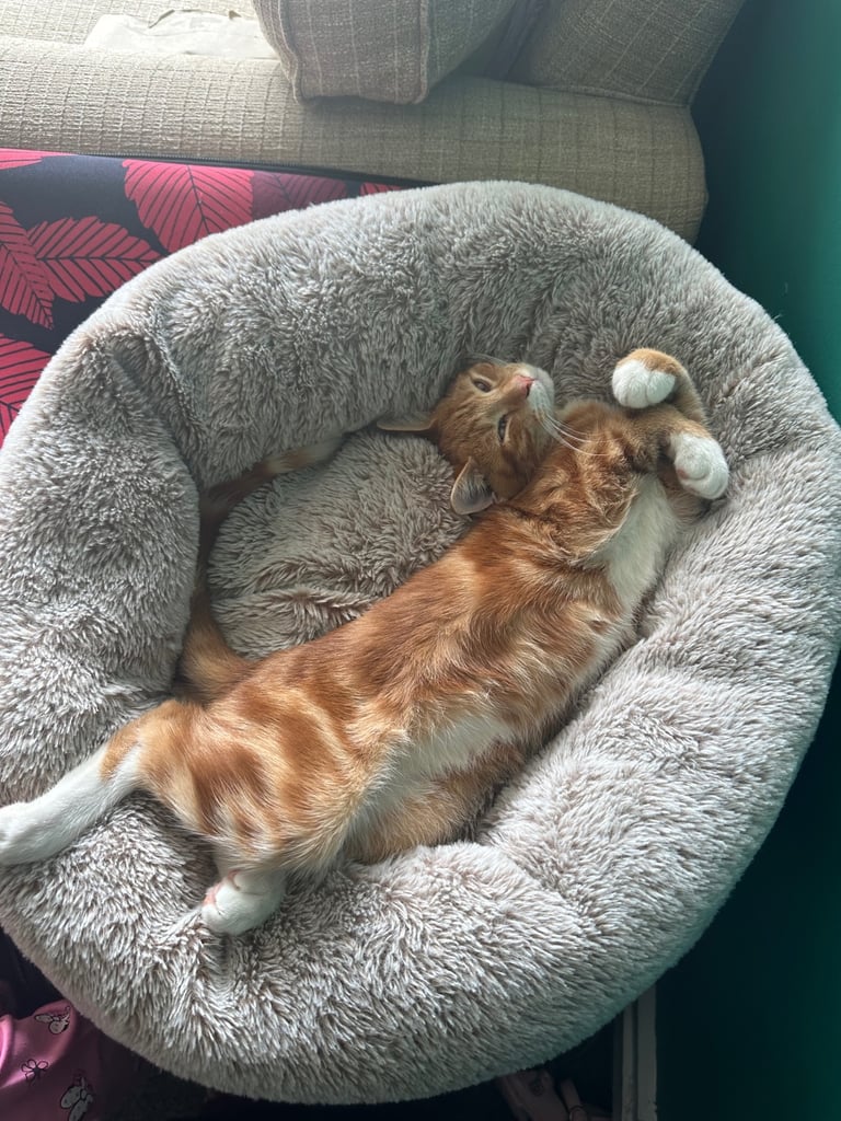 image for Coco for sale 