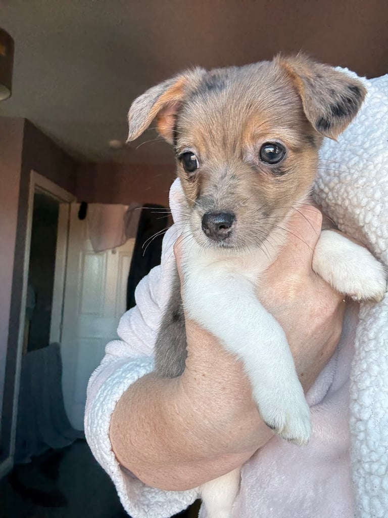 Jack Russell pup 
