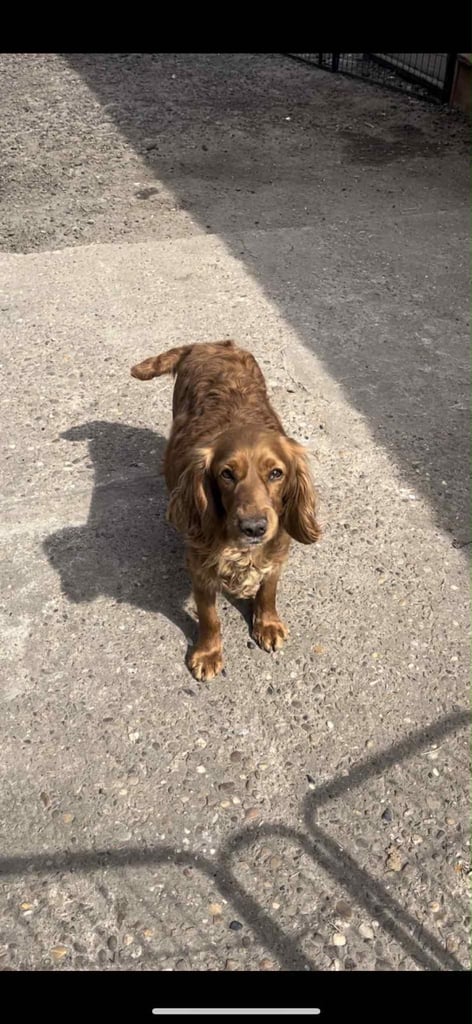 image for Chestnut Cocker Spaniel 