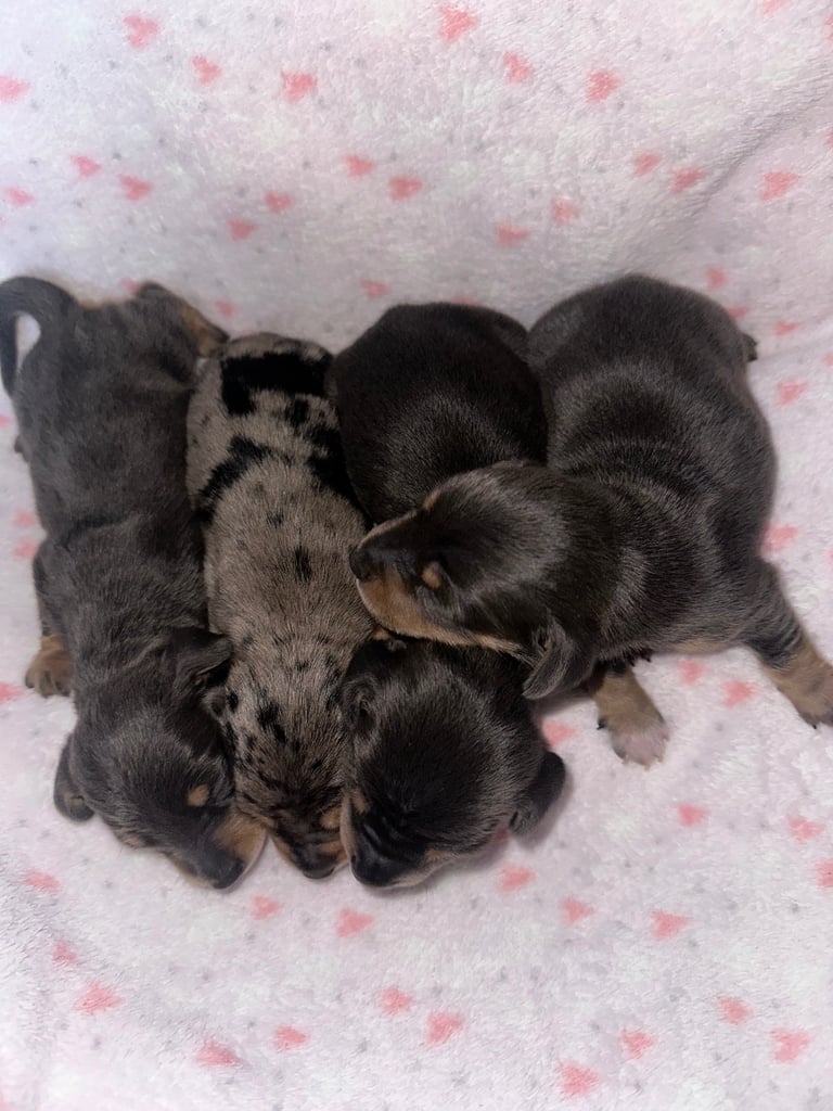 Kc reg Minature Dachshunds