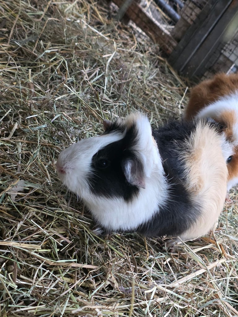 Male Guinea pigs 