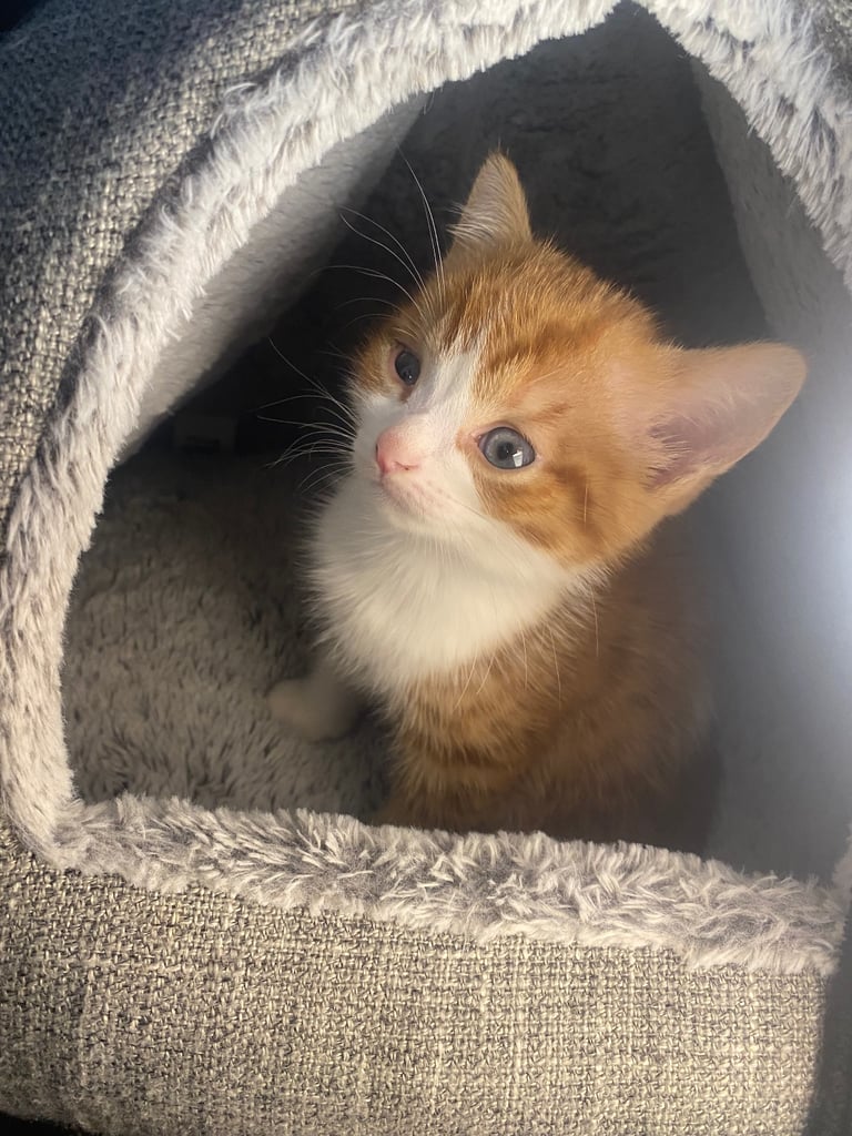 Male White And Ginger Kitten Ready For A New Home 🏡 