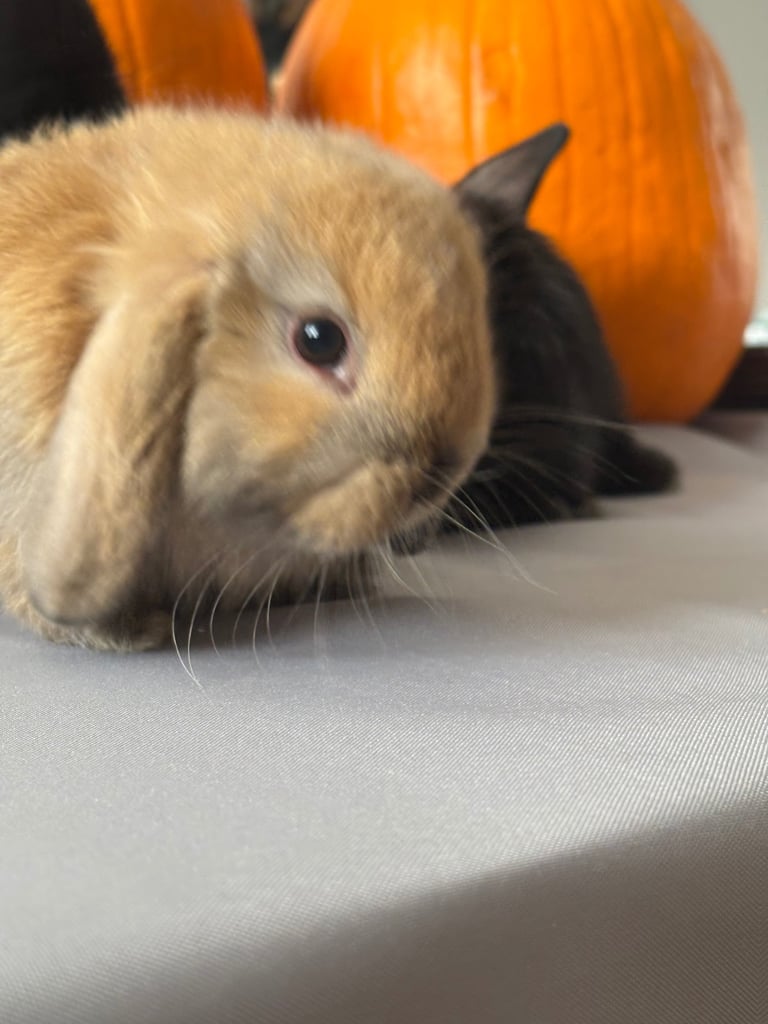Pure mini lops