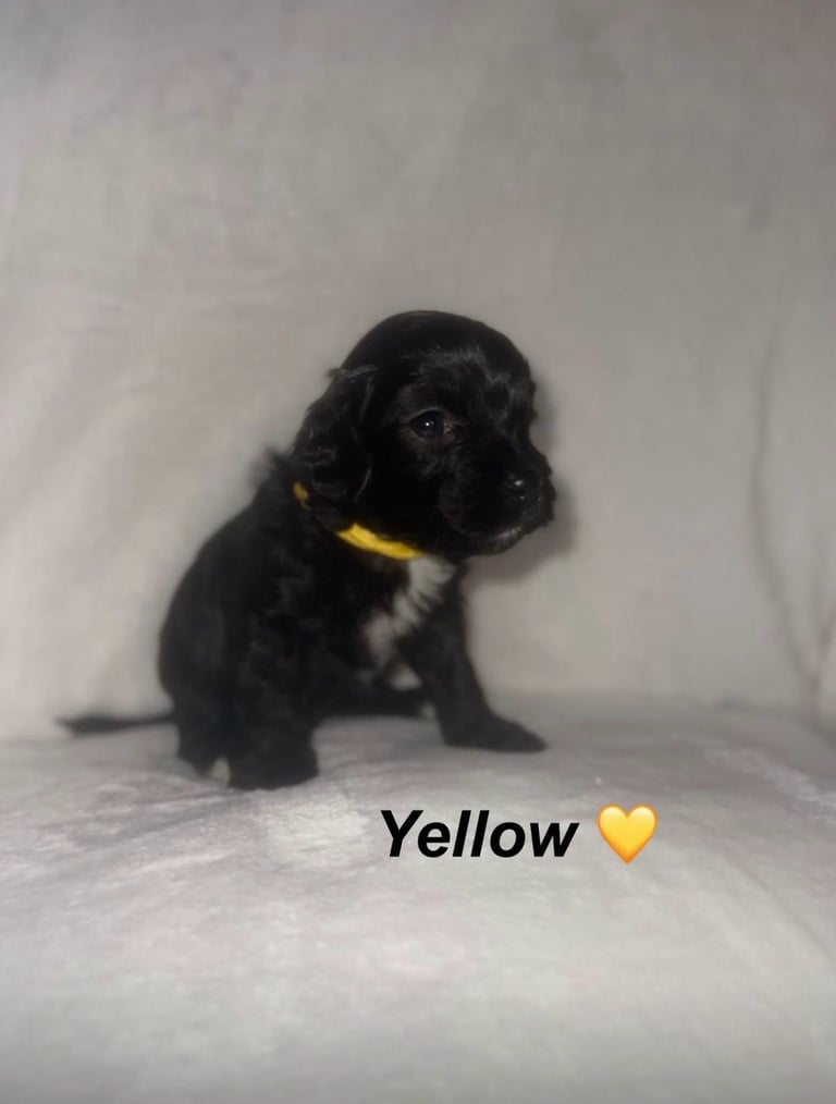 READY TO LEAVE Cockapoo Puppies Looking For Their Forever Homes💕