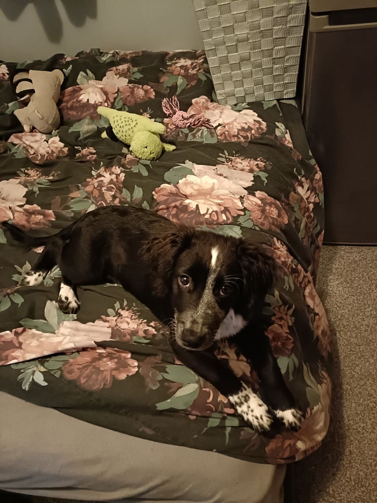 Sale a dog in Cornwall Dogs Puppies for Sale Gumtree