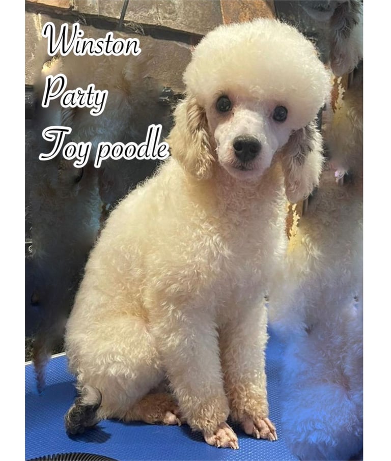 FINAL REDUCTION f1 dna tested maltipoos