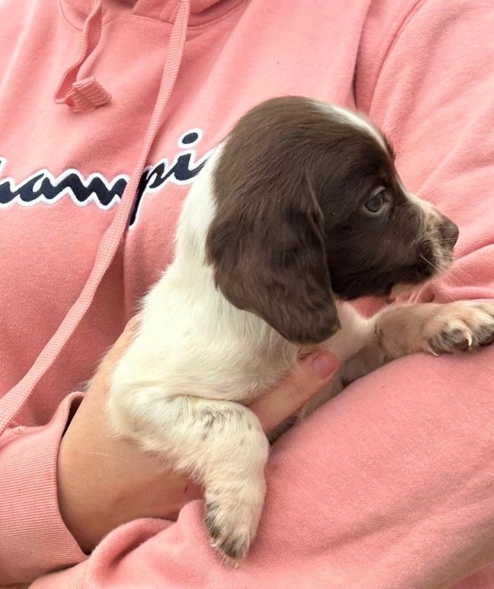 Springer spaniel puppies 