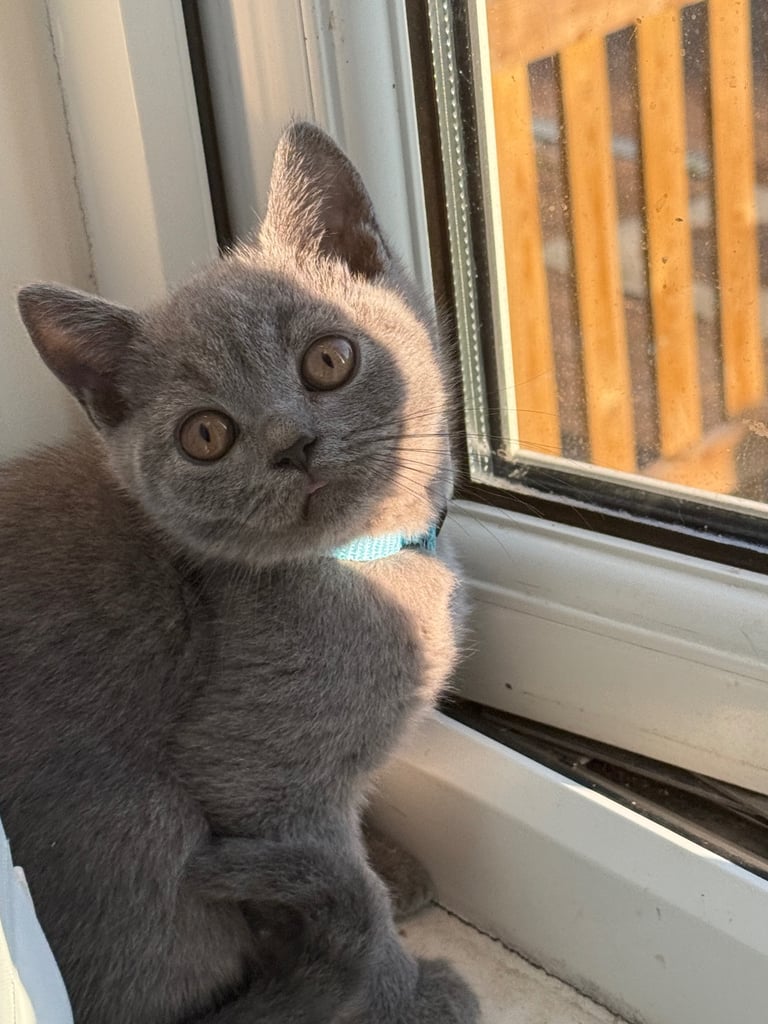 Cute & Playful Kittens Looking for a Loving Family 🏡🐾