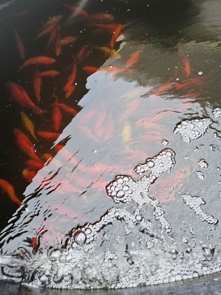 image for Goldfish for sale