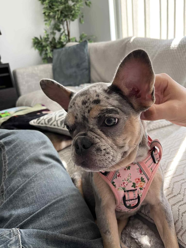 image for Merle French bulldog 