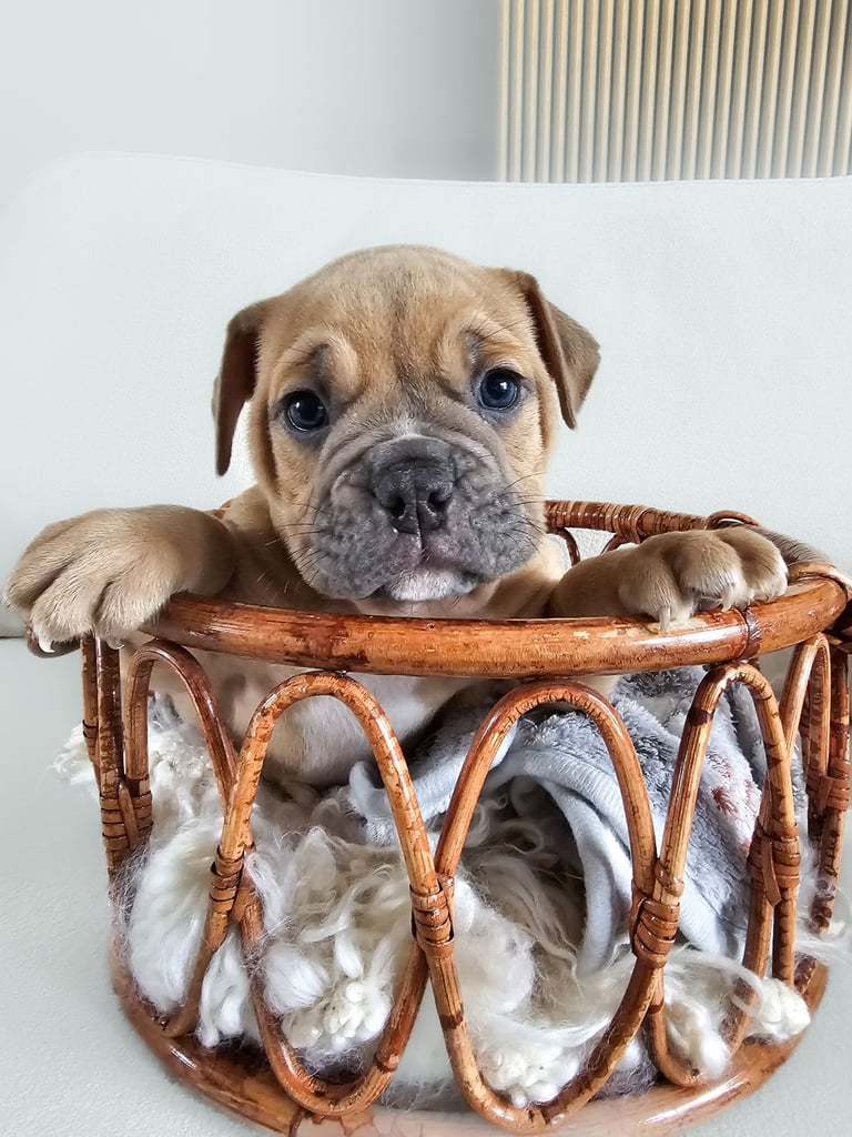 Last available boy Olde english bulldog for sale