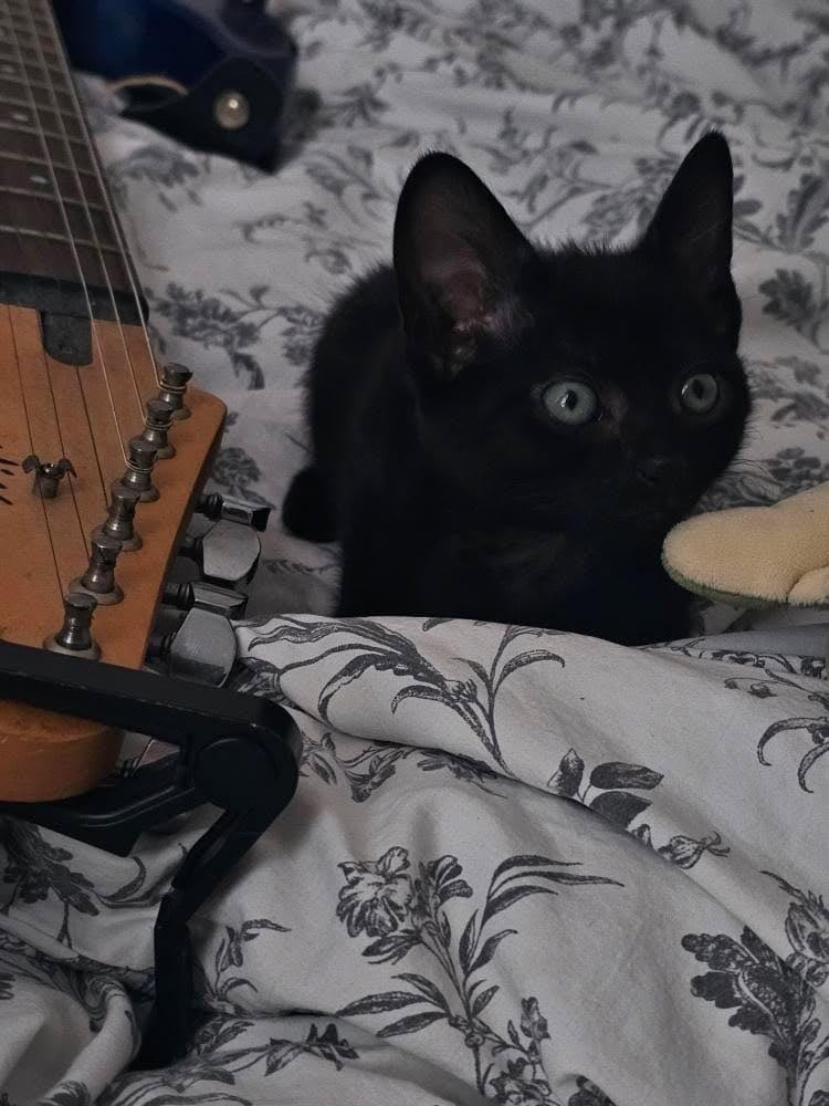 Playful Black Kittens for Sale