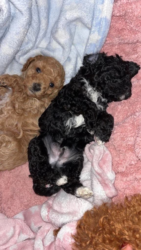F2B cavapoo puppies 