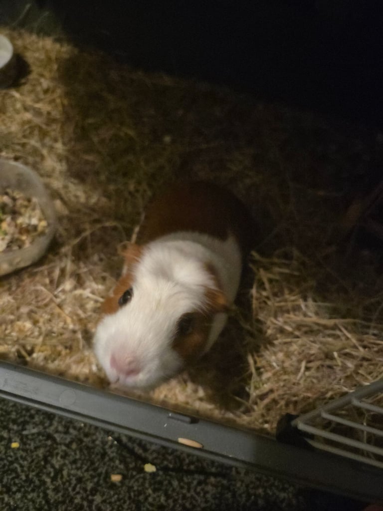2 Bonded male guinea pigs