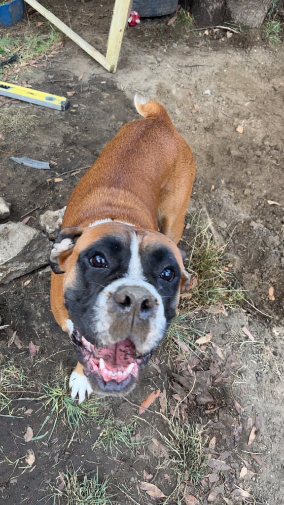 Female Bob Tail Boxer For Sale