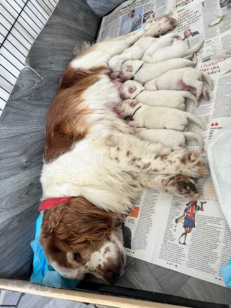 [Last Few] Rare Samshie puppy Litter (Samoyed x Welshie)
