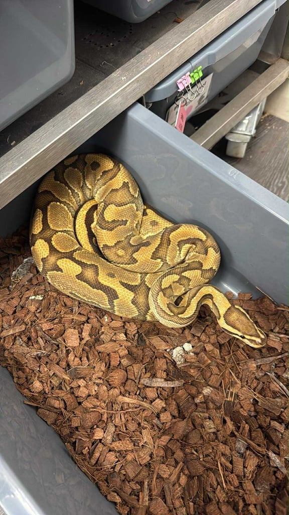 Ball python/ royal pythons 