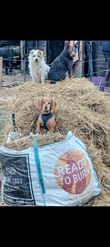Stunning litter of Cocker Spaniel Puppies