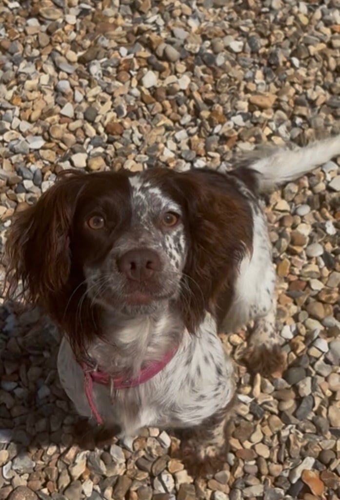 Springer spaniel puppies 