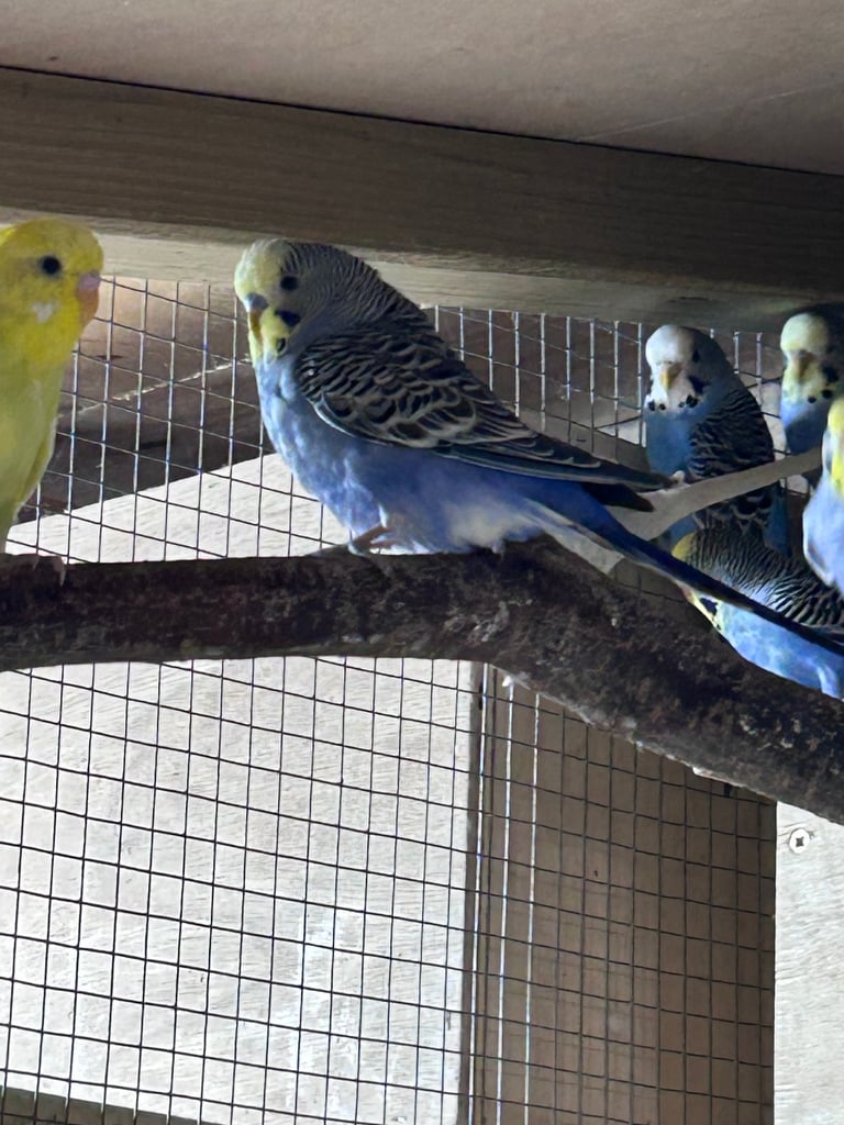 Beautiful baby budgies