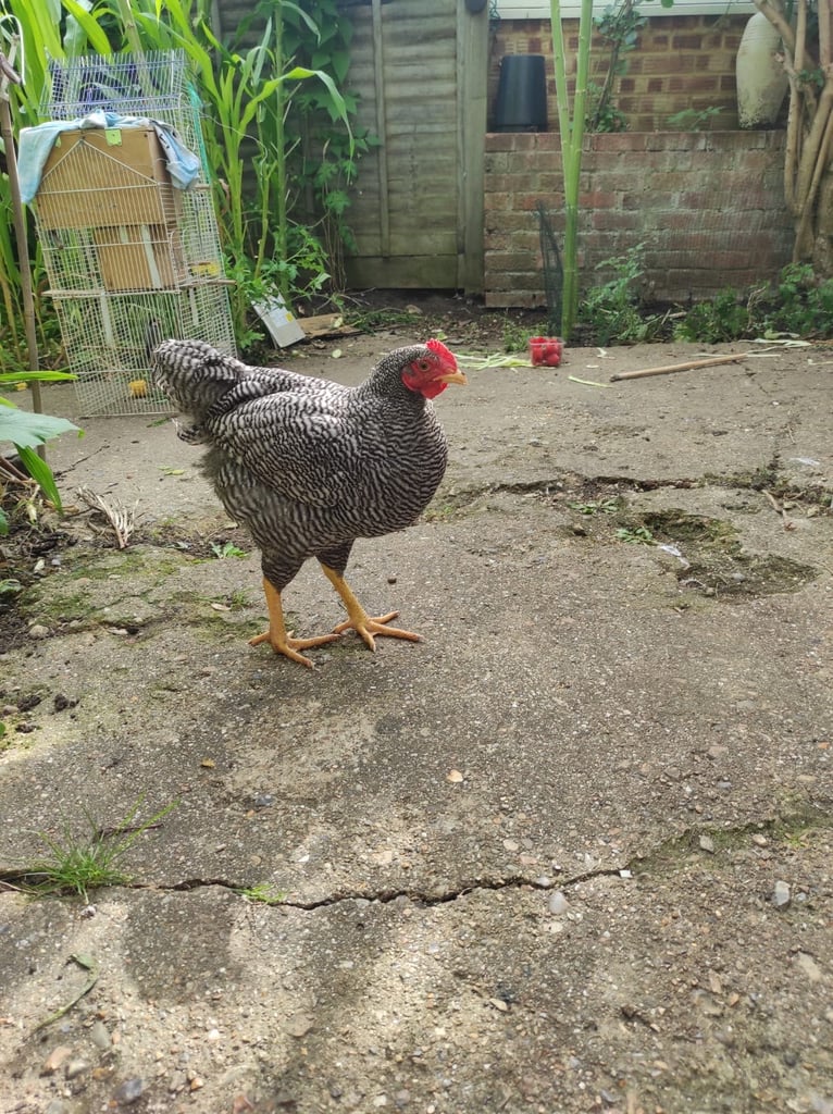 Barred Rock Rooster and aseel/asil rooster