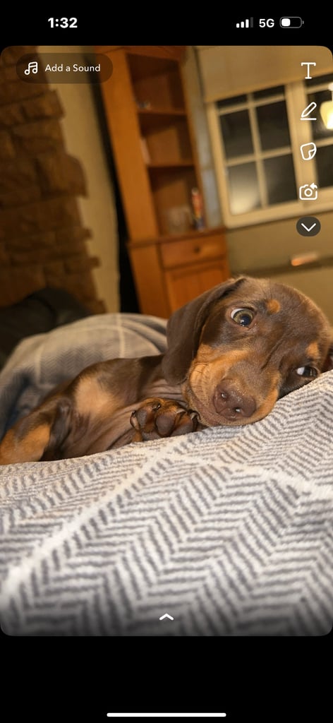2 dachshund puppies 