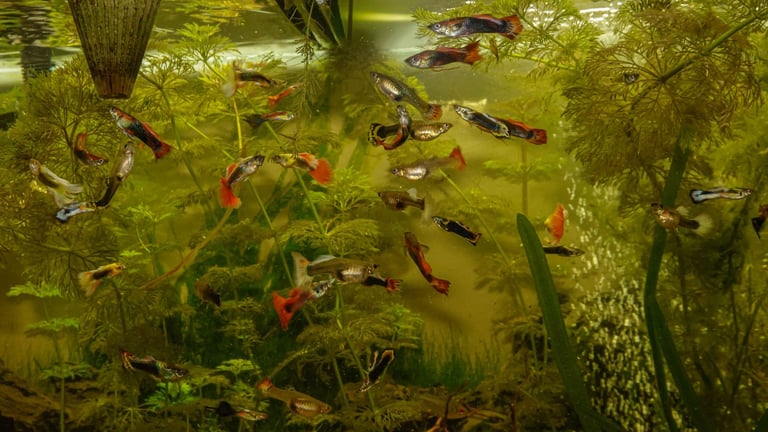 image for adult guppies in many colours