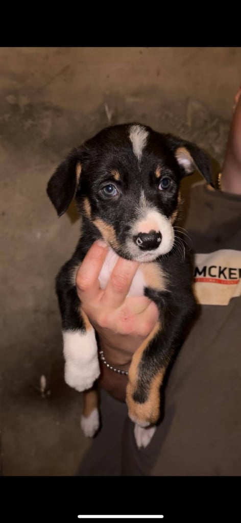 Collie pups