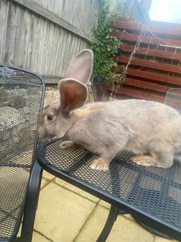 Baby continental giant rabbits