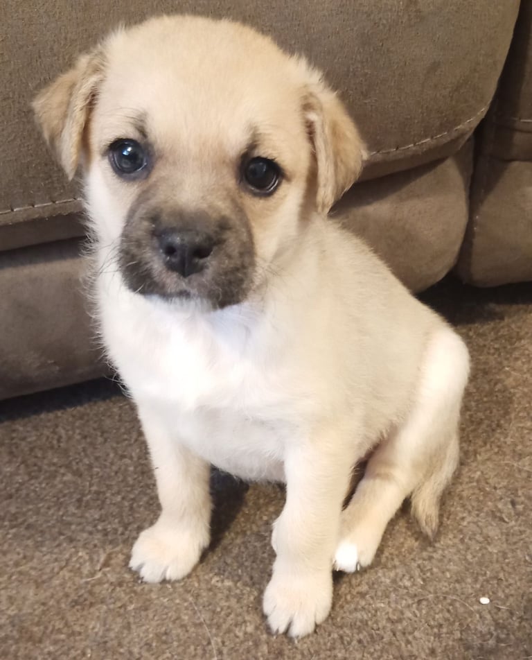 Pug X Collie (Pugollie) Puppies Looking For Their Forever Homes