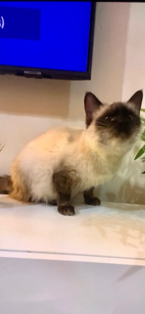 2 female cats and 1 male British shorthair and 1 kitten persian cross British shorthair