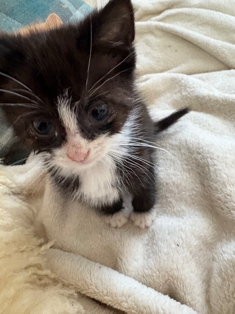 image for 2 x kittens 