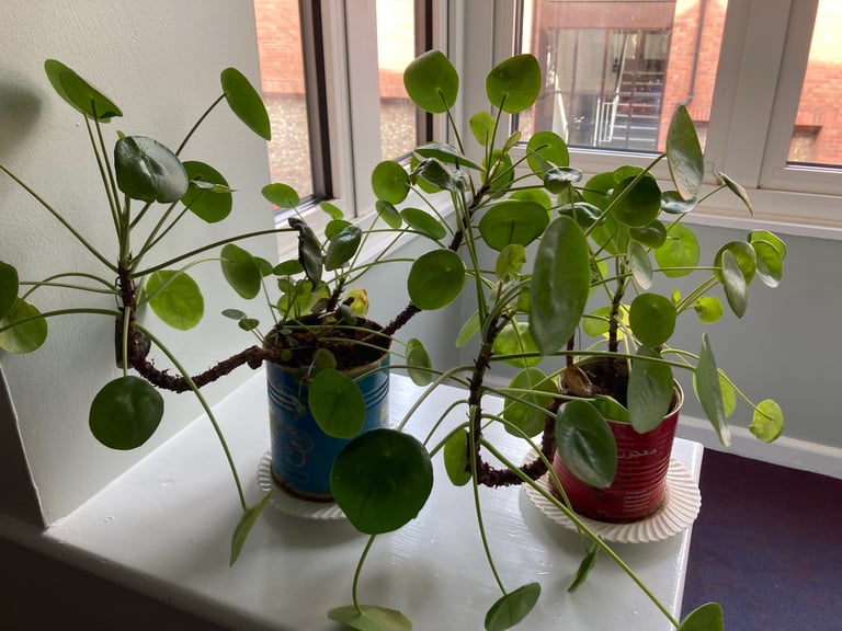 image for Money Plants free 