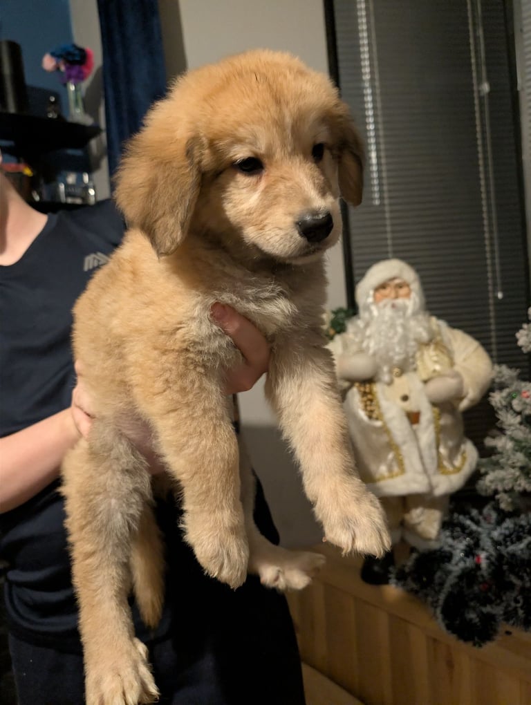 Bernese mountain dog X white swiss Shepard 