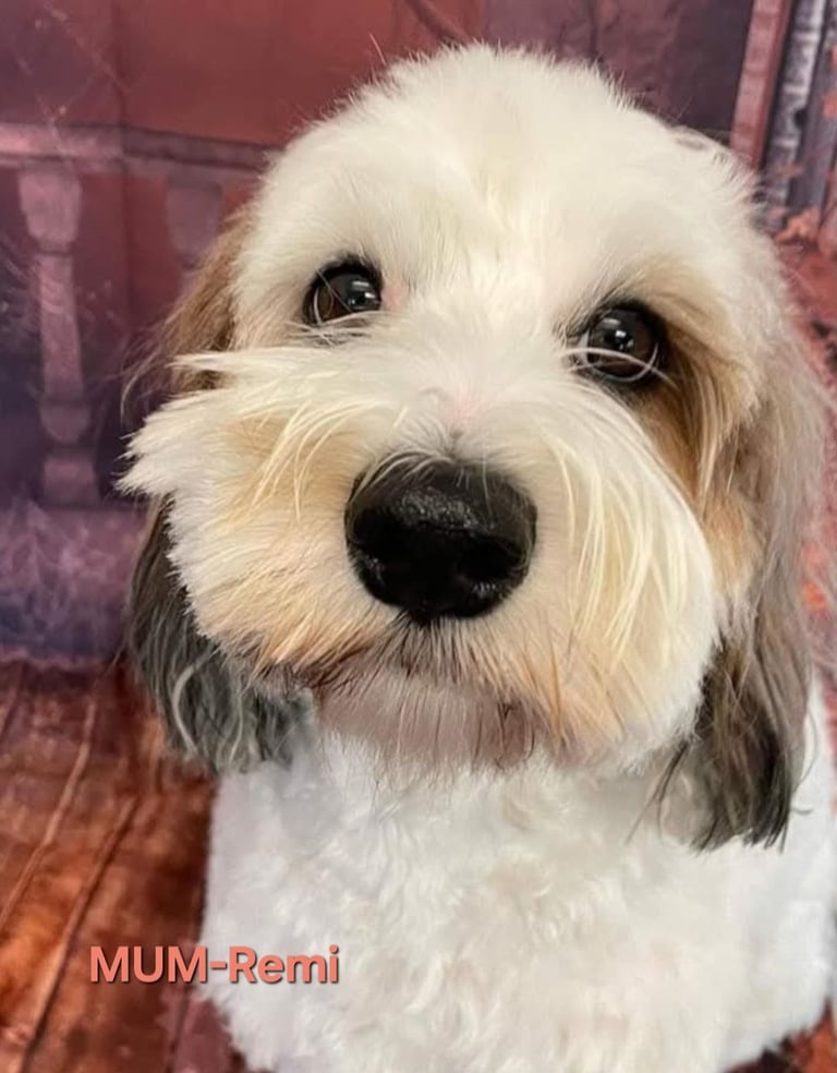 Adorable  F2 Cockapoo puppies