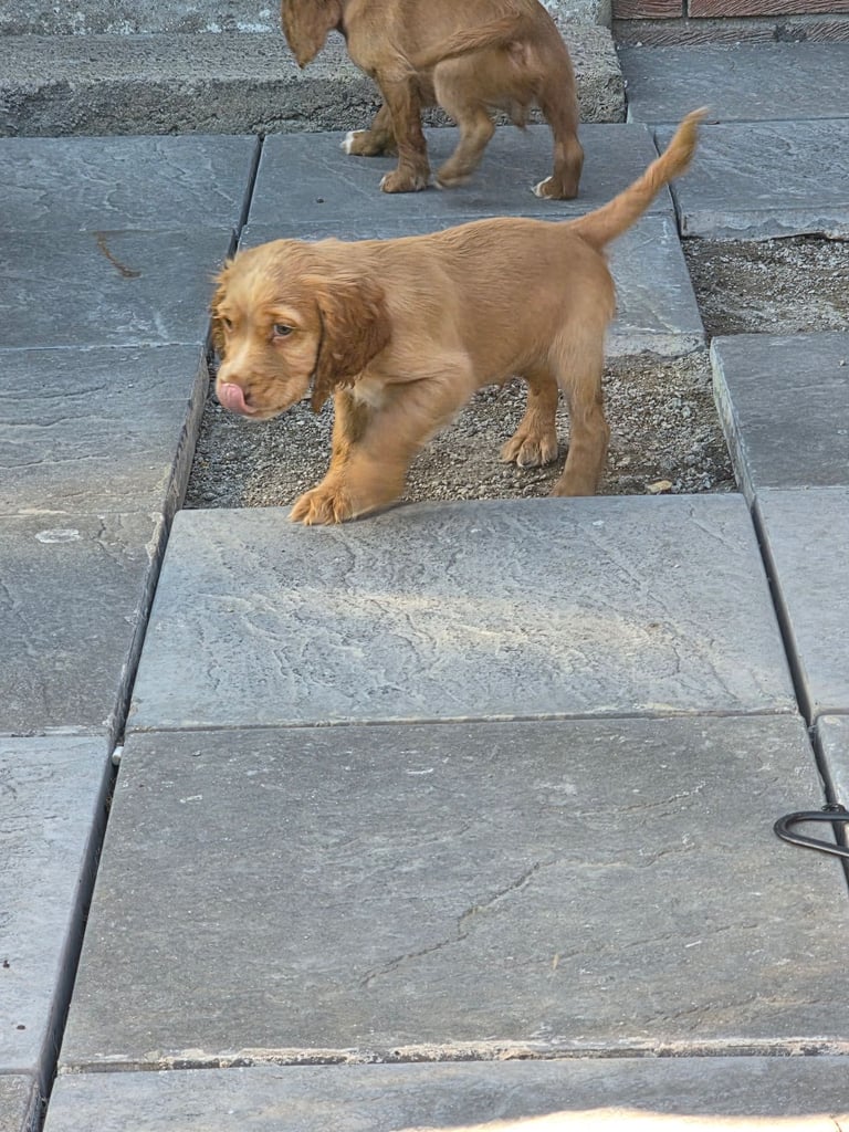 Gorgeous cocker spaniel 