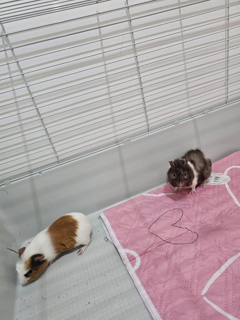 Two female guinea pig