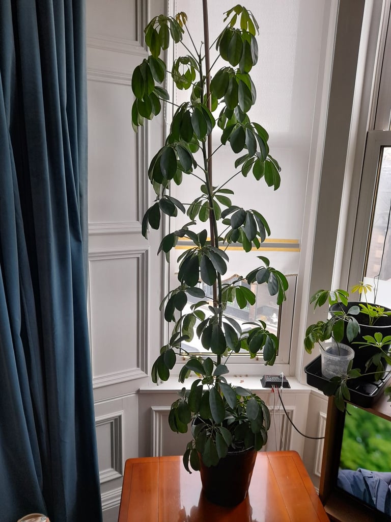 Umbrella Tree Schefflera House Plant 6 Foot/1.8metres Tall