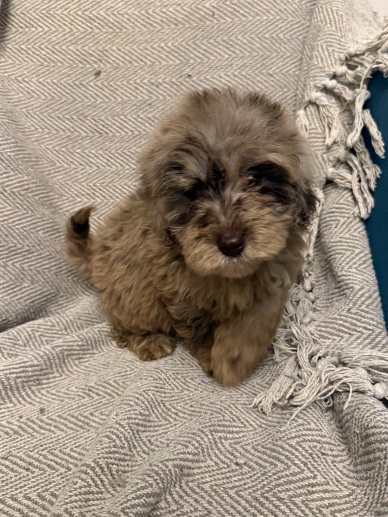image for Stunning Cockapoo puppy’s 