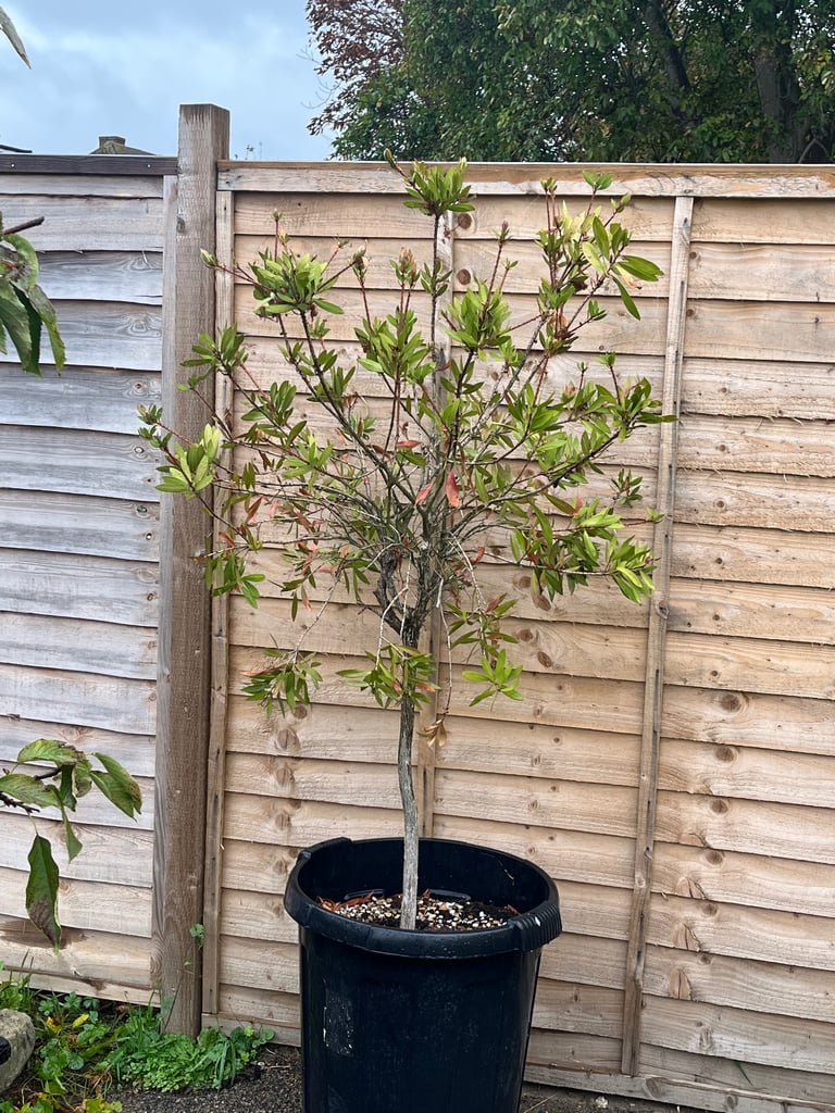 image for Australian Bottlebrush