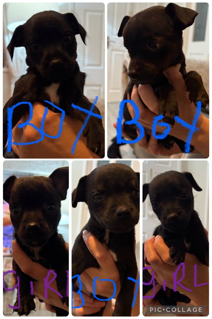 Patterdale terriers for sale 