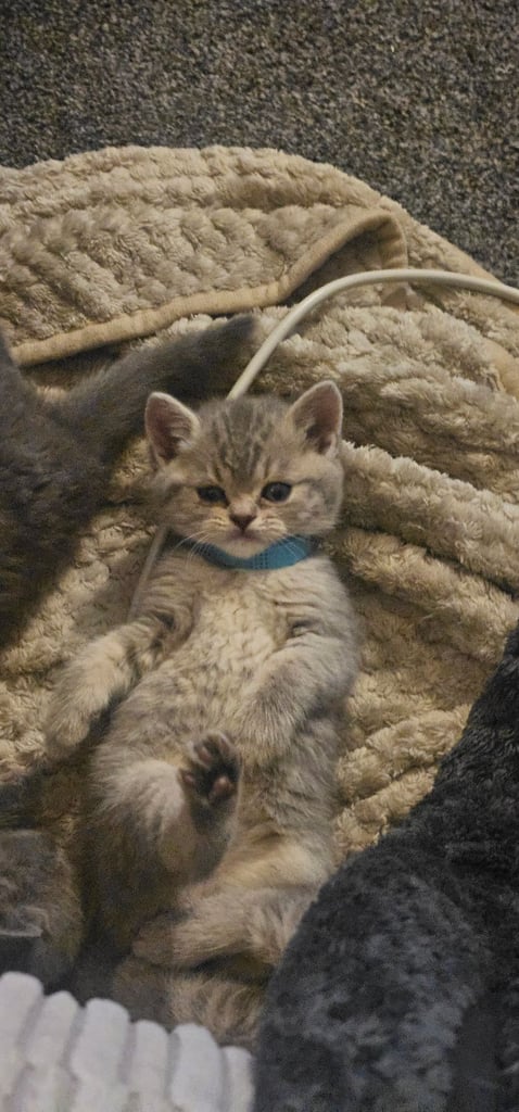 🐱 Gorgeous Persian × British Shorthair Kittens – Ready Soon 🐱