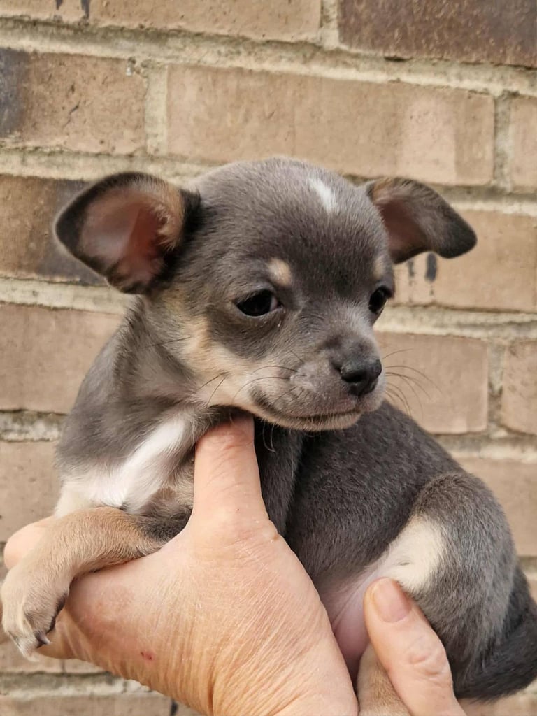 🐾 🩷 Blue Chihuahua Girls – 7 Weeks Old 🐾