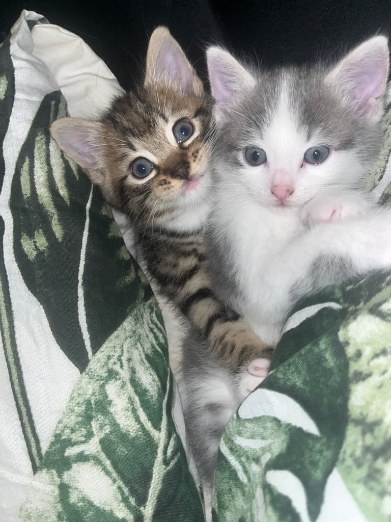 2 male kittens ready to leave now
