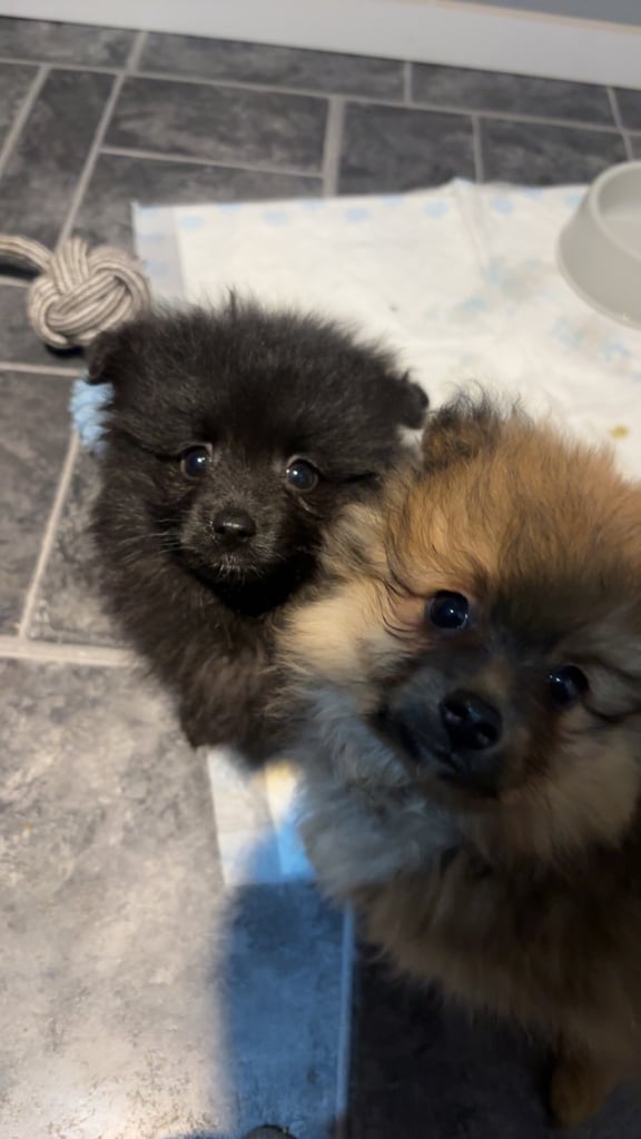 Pomeranian Puppy 