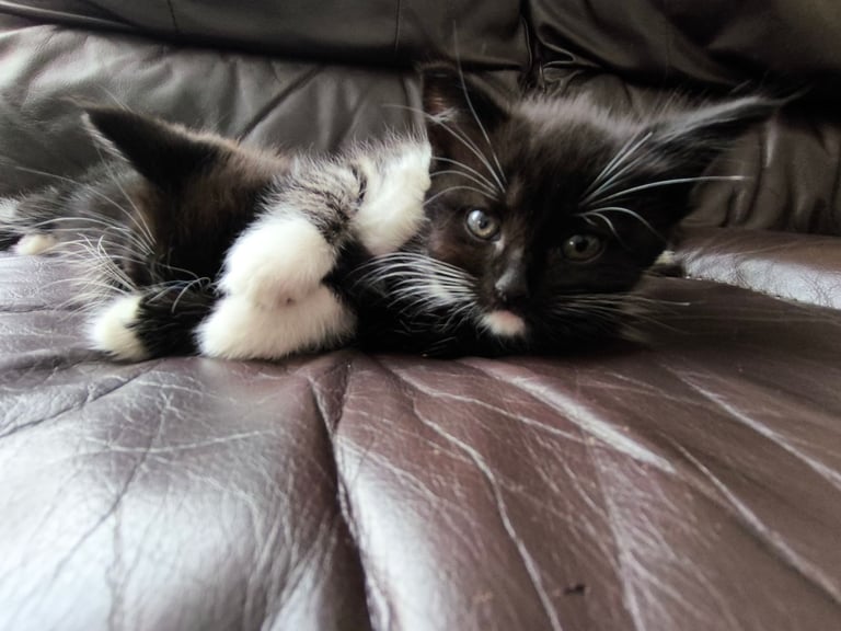 Nice kittens ready for their own home
