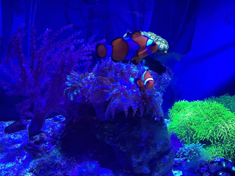 Contents of fish tank and accessories 